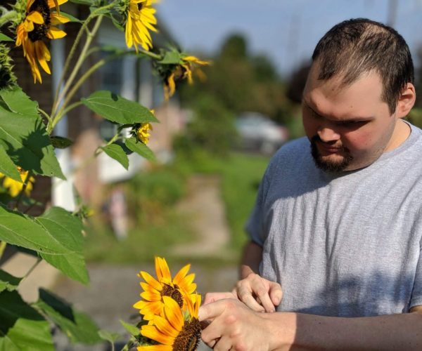 man caring for sunflowers